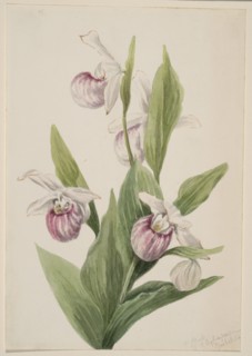 Queen's Slipper (Cypripedium reginae), 1897.