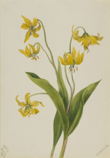 Glacierlily (Erythronium grandiflorum), 1899.