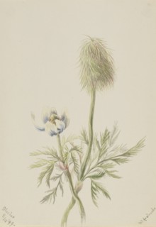 Pulsatilla occidentalis, 1899.