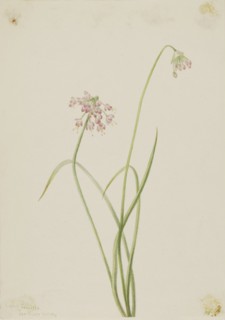 Nodding Onion (Allium cernuum), 1901.