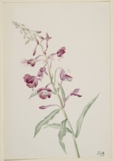 Fireweed (Epilobium angustifolium), 1902.