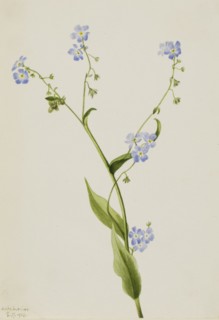Bur-forget-me-not (Lappula diffusa), 1903.