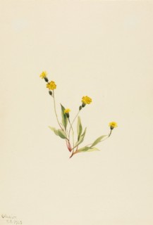 Heieracium gracile, 1903.
