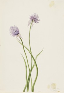 Siberian Onion (Allium sibericum), 1903.