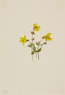 Alpine Monkey Flower (Mimulus caespitosus), 1904.