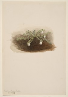 Chiogenes hispidula, 1904.