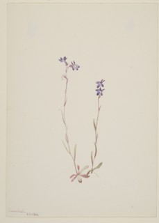 Lobelia Kalmii, 1904.