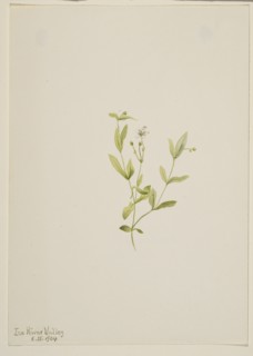Moehringia laberiflora, 1904.