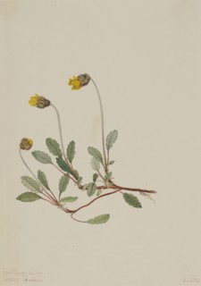 Yellow Dryad (Dryas drummondii), 1904.