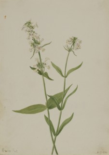 Yellow Pentstemon (Pentstemon confertus), 1904.