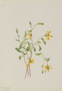 Alpine Ragwort (Senecio species), 1905.