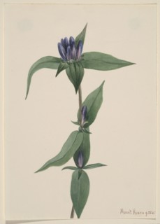 Bottle Gentian (Gentiana saponaria), 1905.