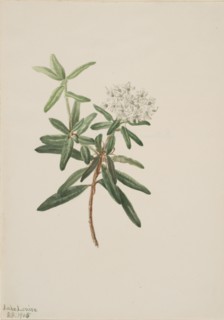 Labrador Tea (Ledum groenlandicum), 1905.