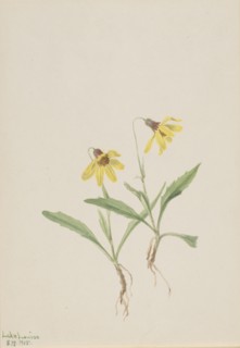 Lake Louise Arnica (Arnica louisiana), 1905.