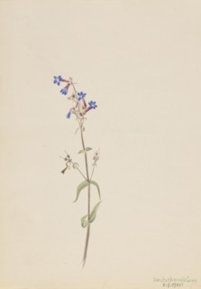Pentstemon (Pentstemon procerus), 1905.