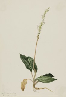 Western Rattlesnake Plantain (Peranium decipiens), 1905.