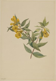 Yellow Jessamine (Gelsemium sempervirens), 1905.