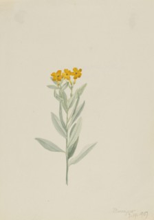 Lithospermum canescens, 1907.