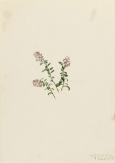 Mountain Cranberry (Vaccinium vitisidaea minus), 1907.