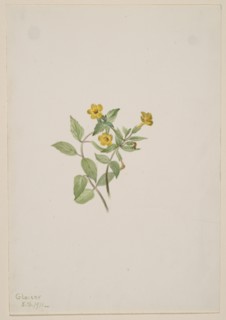 Musk-Flower (Mimulus moschatus), 1911.