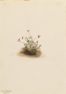 Small Cranberry (Oxycoccus palustris), 1911.