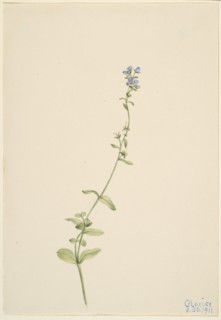 Veronica serpyllifolia, 1911.