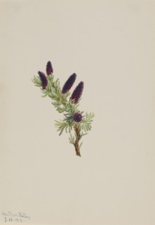 Picea engelmanni, 1913.
