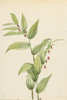 Pink Twisted Stalk (Streptopus curvipes), 1913.