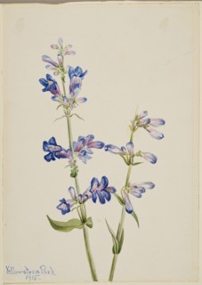 Blue Beard-Tongue (Pentstemon), 1915.