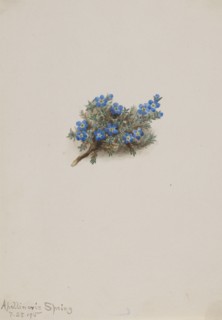 Moss Forget-me-not (Eritichum elongatum), 1915.