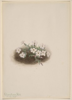 Phlox, 1915.