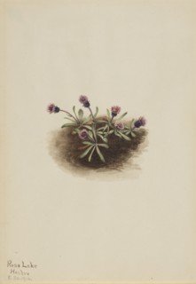 Alpine Fleabane (Erigeron unalaschcensis), 1916.