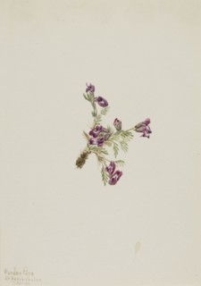 Alpine Pointvetch (Oxytropis podocarpa), 1916.