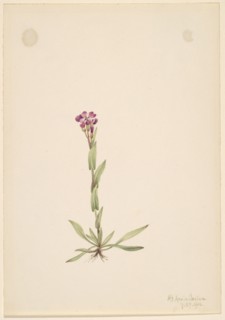 Arabis lyallii, 1916.