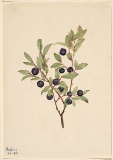 Big Whortleberry (Vaccinium membranaceum), 1916.
