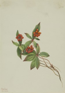 Bunchberry (Cornus canadensis), 1916.