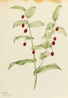 Clasping Twisted Stalk (Streptopus amplexifolius), 1916.