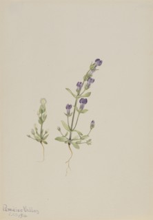 Gentiana propingua, 1916.