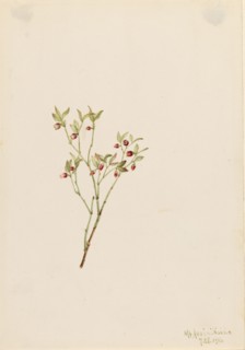 Grouse Whortleberry (Vaccinum scoparium), 1916.