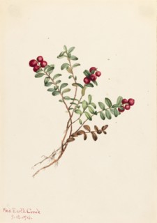 Mountain Cranberry (Vaccinium vitisdaea minus), 1916.