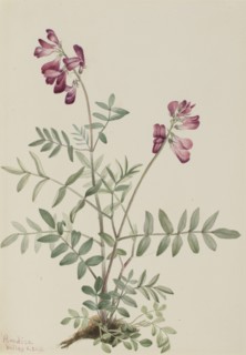 Northern Hedysarum (Hedysarum boreale), 1916.