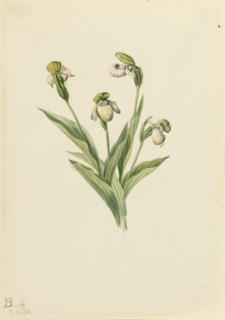 Northern Lady's Slipper (Cypripedium passerinum), 1916.