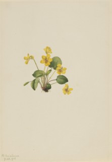 Yellow Violet (Viola orbiculata), 1916.