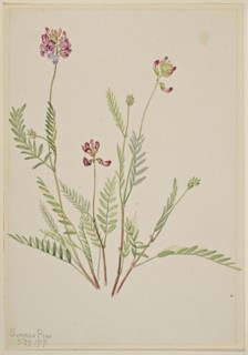 Alpine Vetch (Astragalus bourgovii), 1917.
