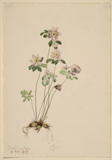 Anemonella (Syndesmon thalictroides), 1917.