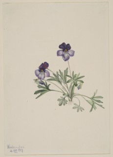 Birdsfoot Violet (Viola pedata), 1917.