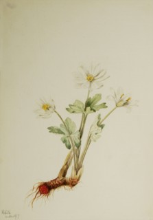 Bloodroot (Sanguinaria canadensis), 1917.