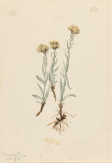Buff Pussytoes (Antennaria luzuloides), 1917.