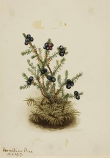 Crowberry (Empetrum nigrum), 1917.
