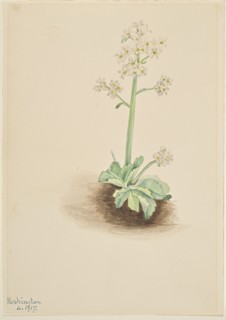 Early Saxifrage (Saxifraga virginiensis), 1917.